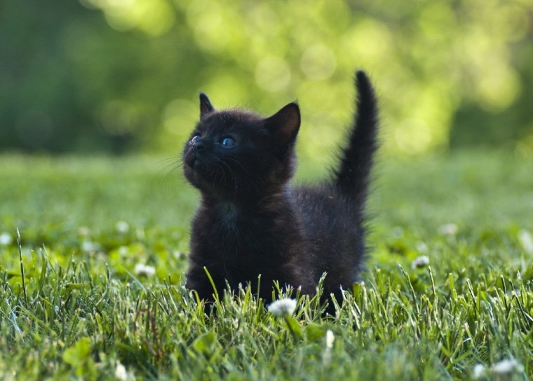 Глаза пантеры