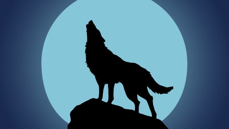 Волк на темном фоне