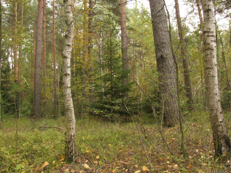 Любитель леса