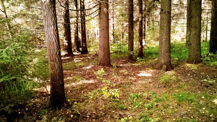 Реальные леса