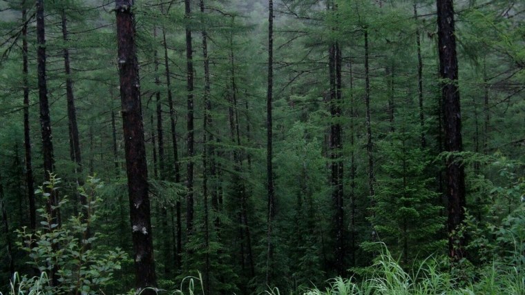 Темнохвойная Тайга Камчатки