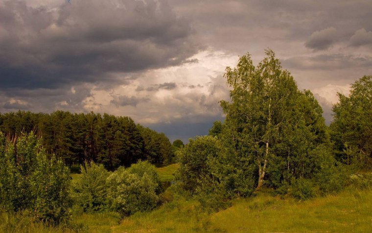 Природа опушка леса небо