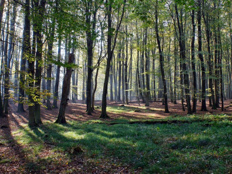 Сулюковский лес