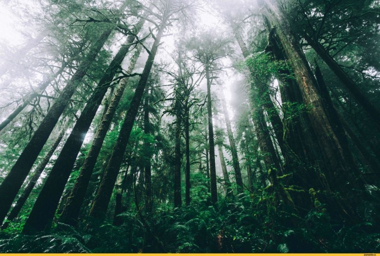 Веселое фото в лесу