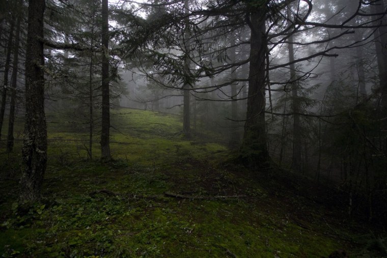 Пасмурный лес