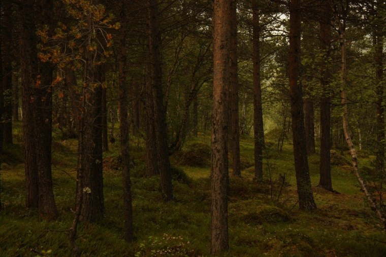 Еловый темный лес Угра