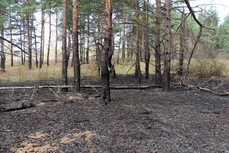Лес в плохом качестве