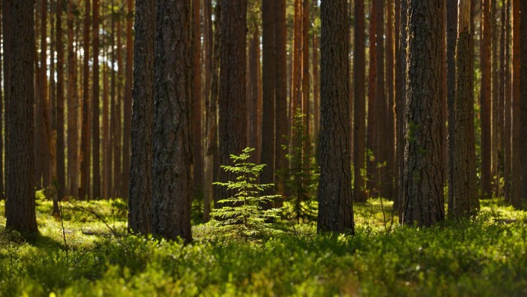 Сосновый Бор и еловый Бор