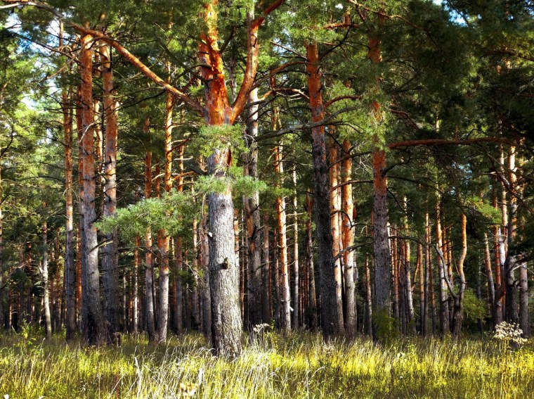 Лес Сосновый Бор Канск