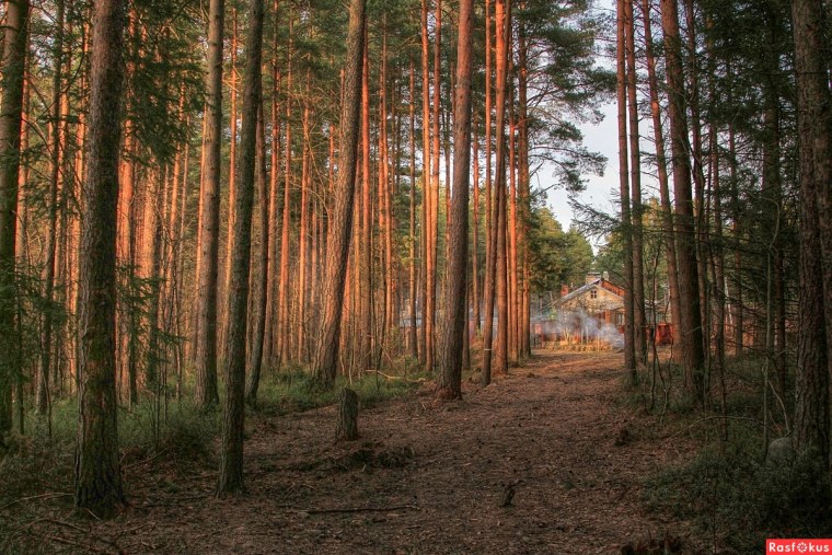 Сосновый Бор Красноярск