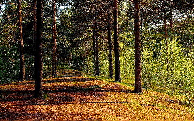 Летний лес Лужского района