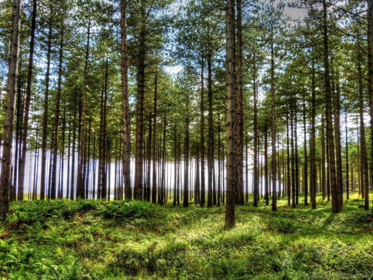 Тюмень Сосник травяной лес