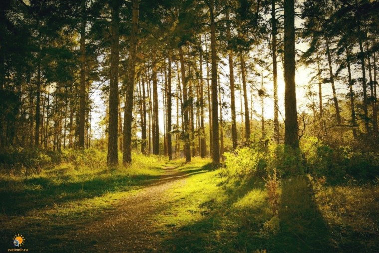 Сосновый Бор Челябинск