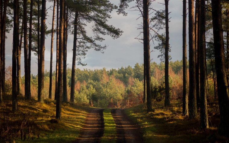 Сосновый Бор Марий Эл