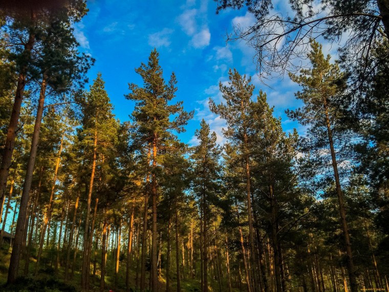 Сосновый Бор и еловый Бор