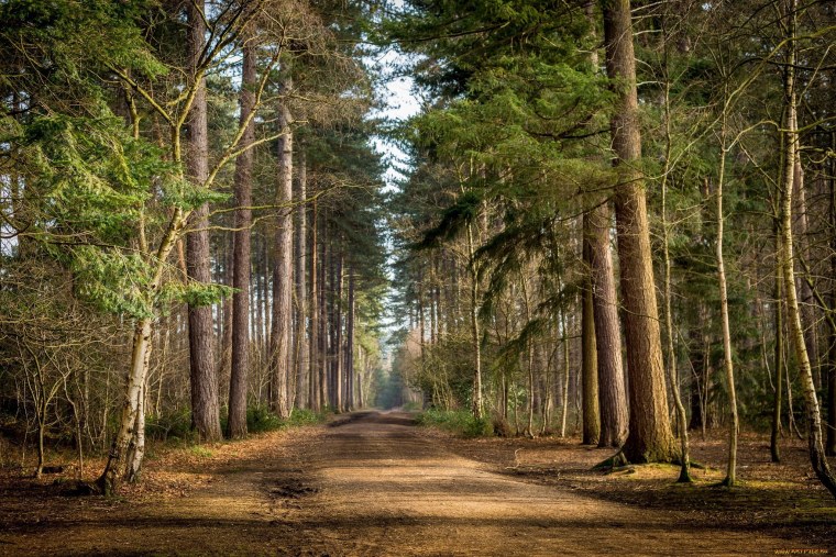 Лесная дорога Брянская область