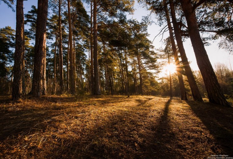 Сосновый Бор и еловый Бор