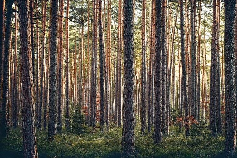 11. Сосняк Сосновый лес