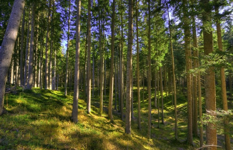 Лес сосна Сосновый Сосновый Бор