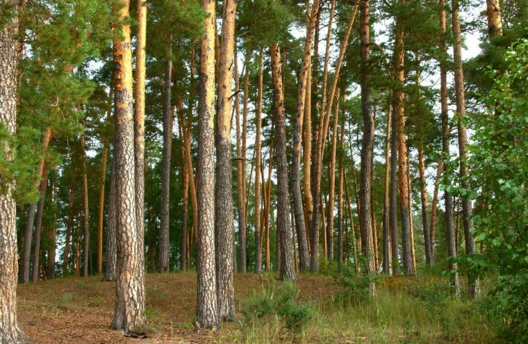 Лес Бор роща