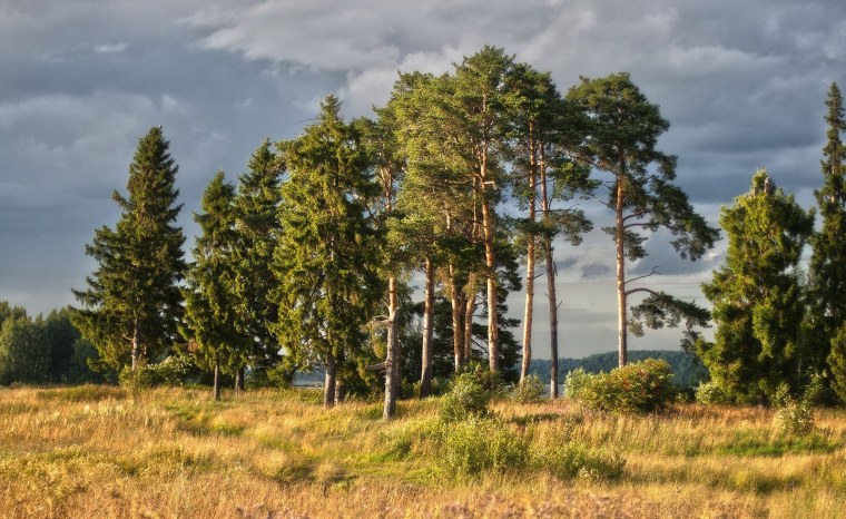 Сосновый Бор Подмосковье