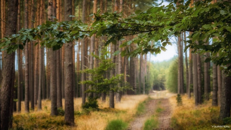 Сосновый Бор