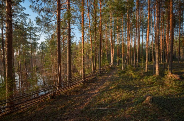 Заказник Андреевский Сосновый Бор Удмуртии