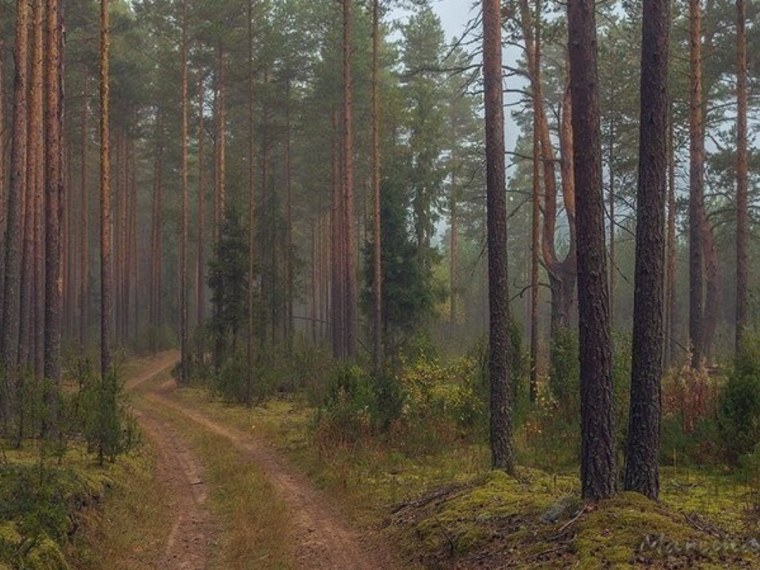 Сосновый Бор Вологодская область