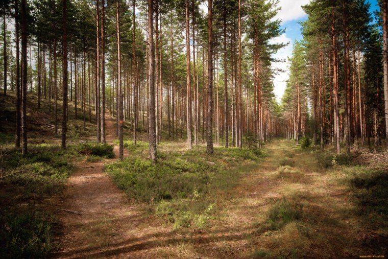 Сосновый Бор и еловый Бор