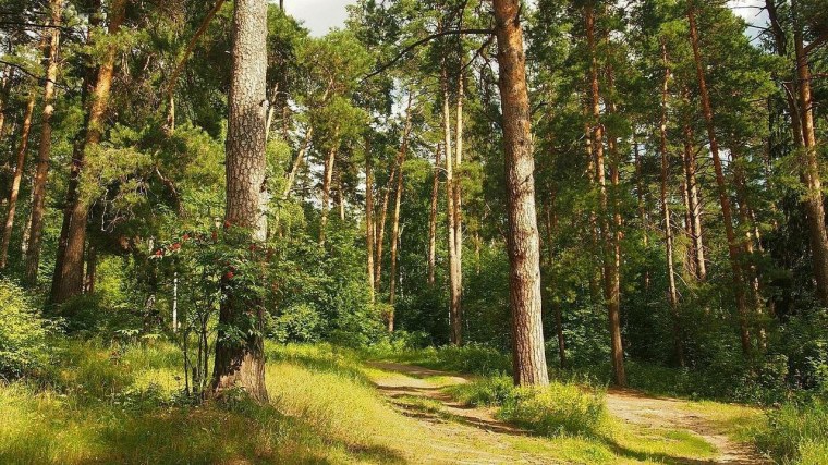 Сосновый Бор опушка