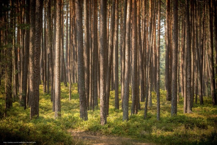 Сосновый Бор деревья