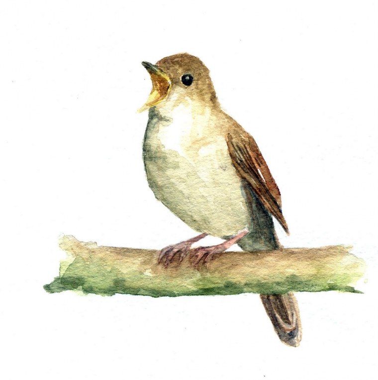 Соловей на прозрачном фоне