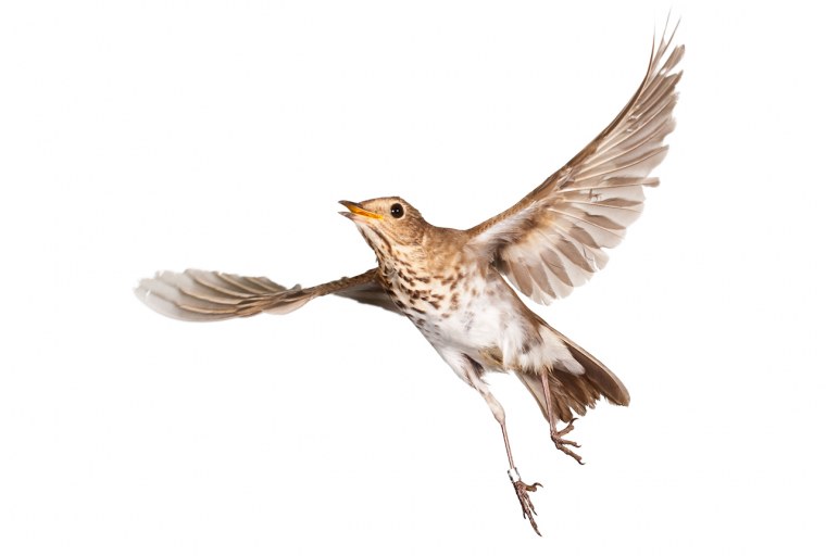 Птички на прозрачном фоне