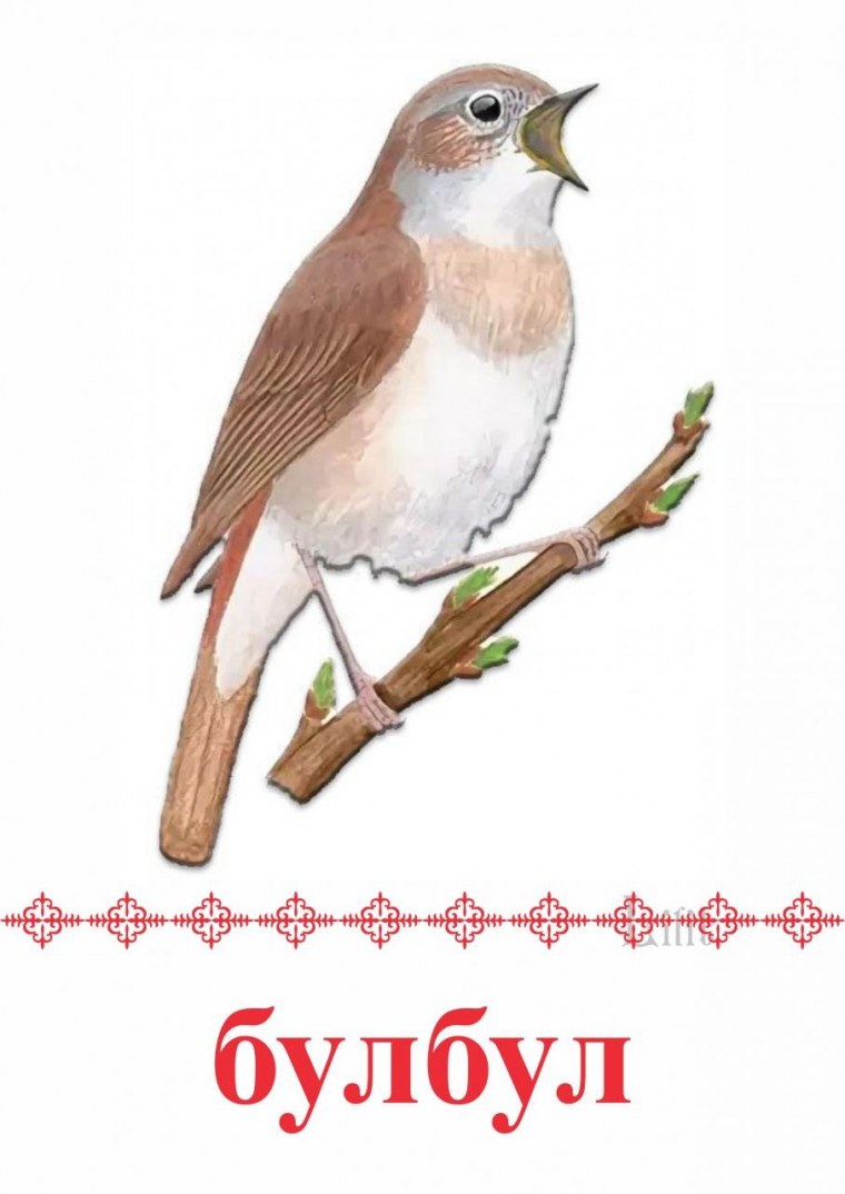 Дрозд и Соловей