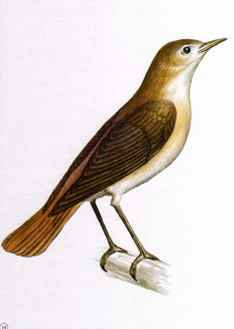 Соловей без фона