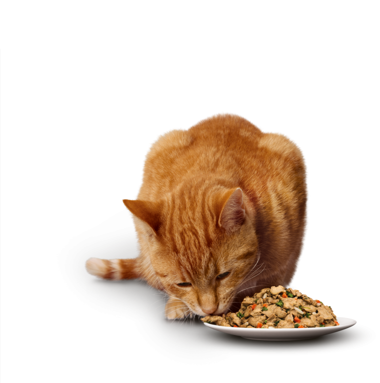 Whiskers кошачий корм