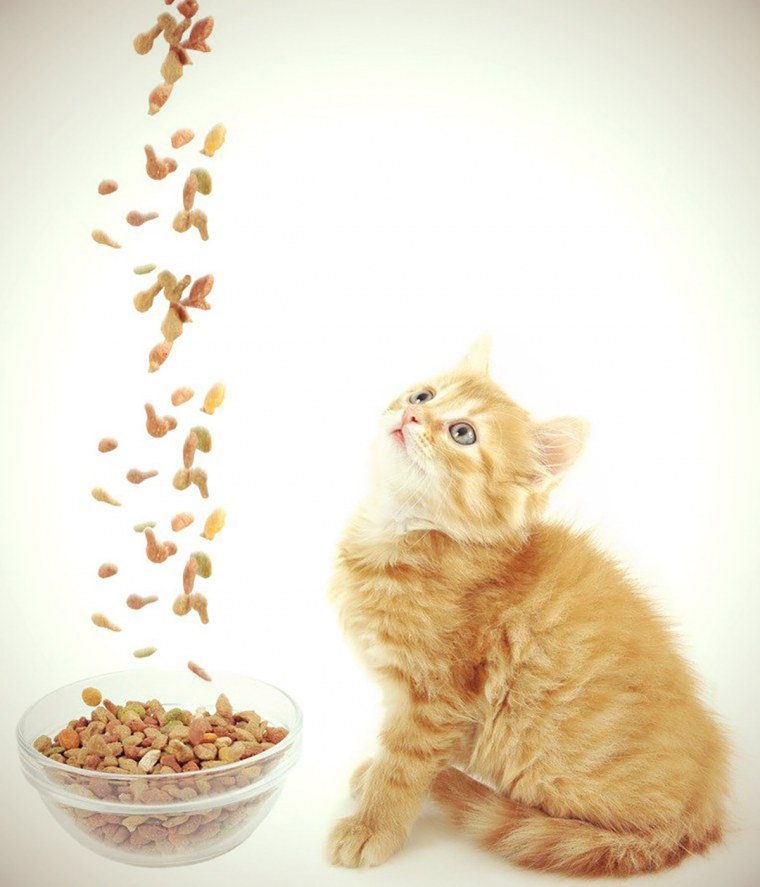 Кошачий сухой корм в миске