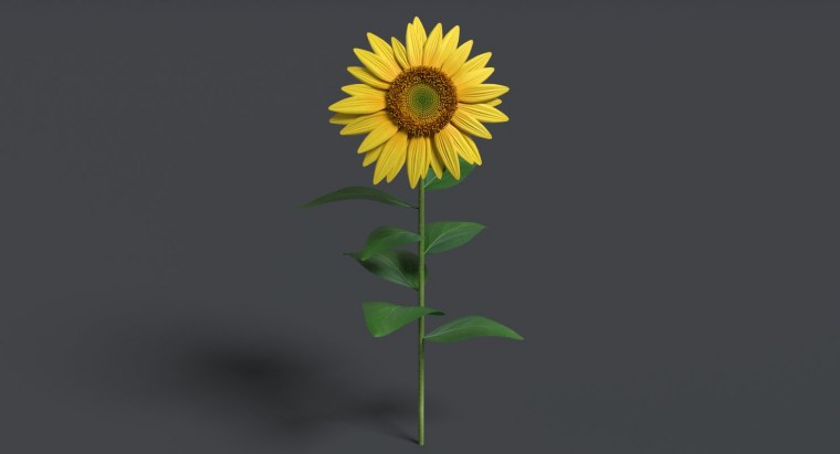 Подсолнух модель