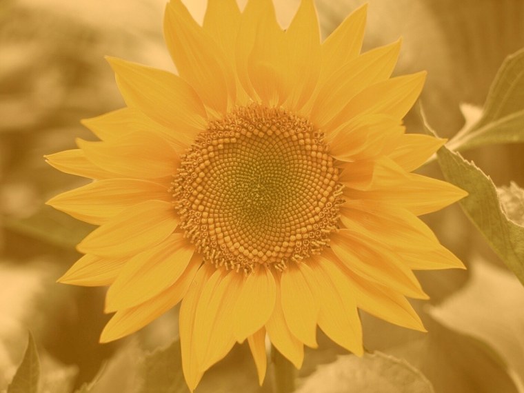 Векторный фон Подсолнухи