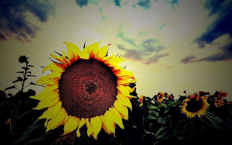 Тоскана Подсолнухи