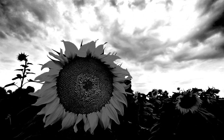 Поле с подсолнухами