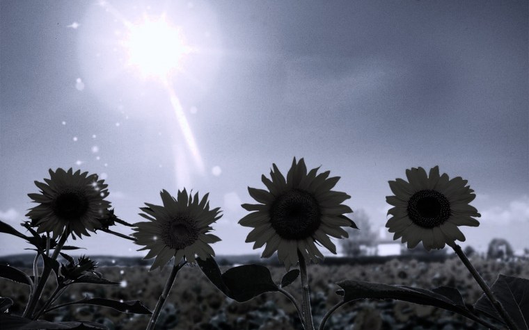 Злой подсолнух