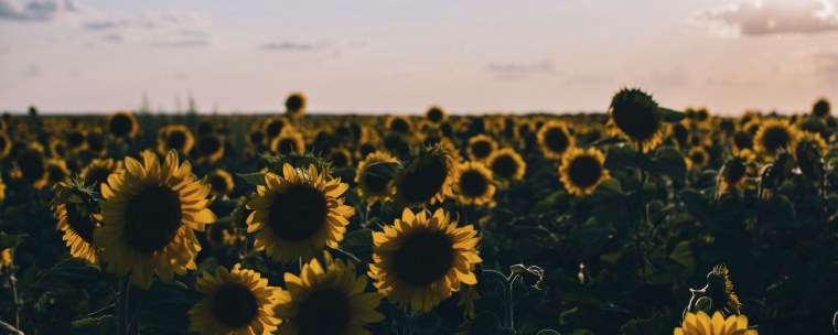 Подсолнух улыбается