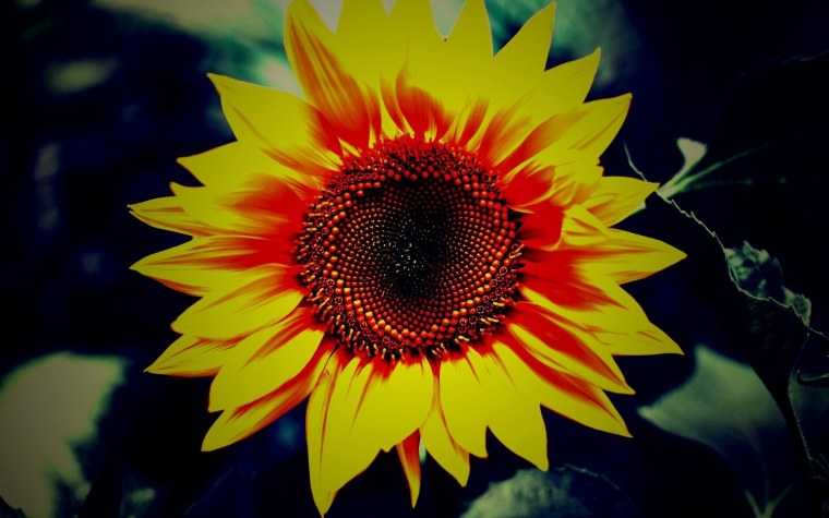 Фото подсолнухов на рабочий стол