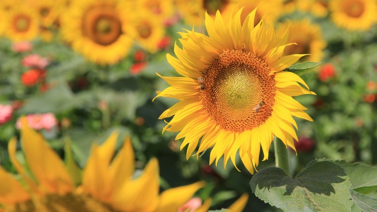 Аниме дождь зелено желтый