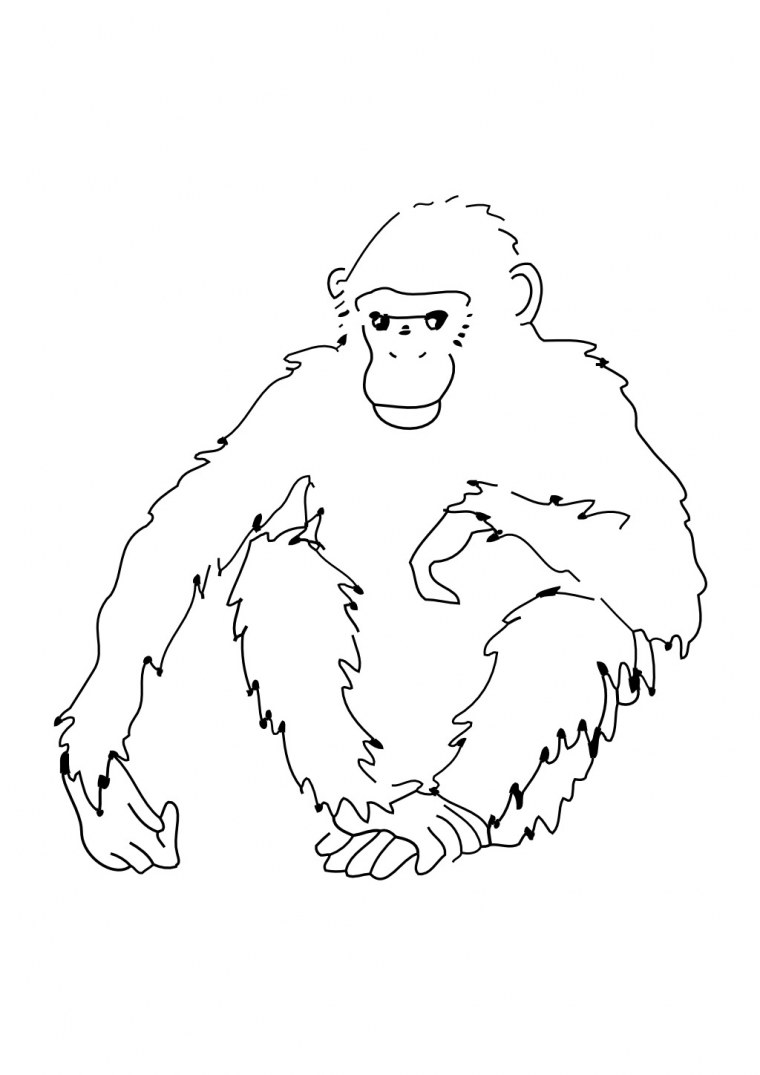 Шимпанзе рисунок