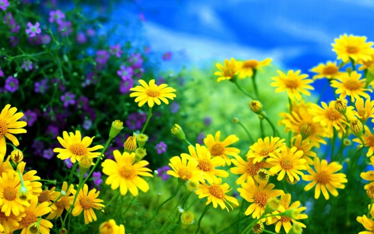 Полевые цветы