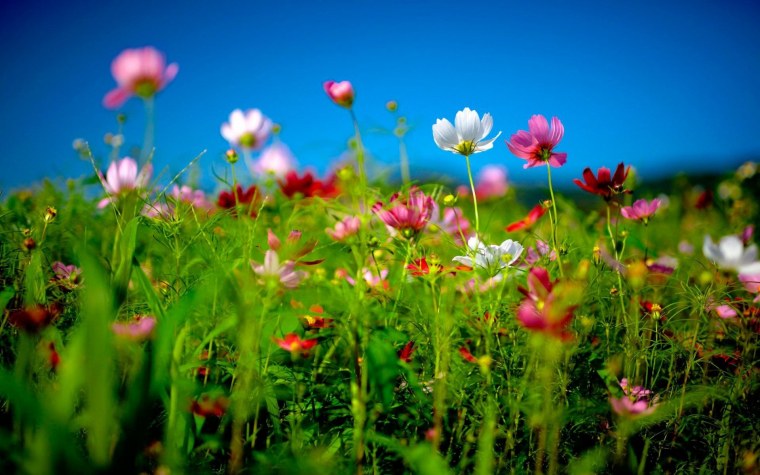 Лето картинки