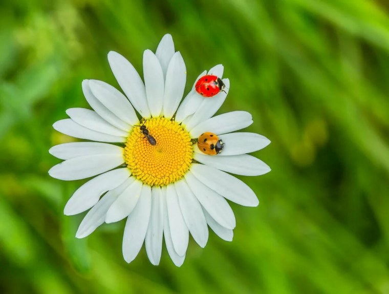 Божья коровка на ромашке