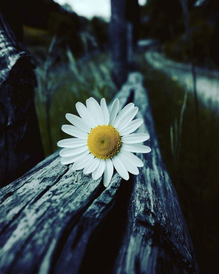 Ромашки вертикальное